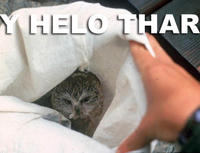 Y helo thar