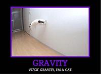 Gravity Cat