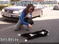 Itteh Bitteh Kitteh Committeh