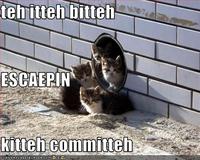 Itteh Bitteh Kitteh Committeh