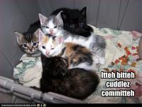 Itteh Bitteh Kitteh Committeh