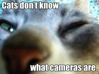Average Cats