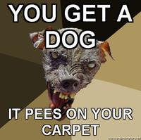 Cynical Dog