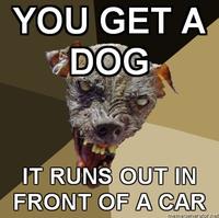 Cynical Dog