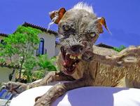 Cynical Dog