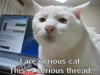 Serious Cat