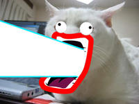 Serious Cat
