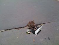 Mousecomputer
