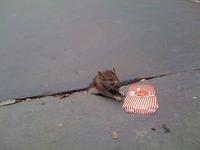 Sad Rat