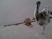 Sad Rat