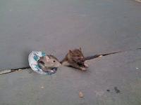 Sad Rat