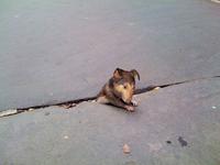 Sad Rat