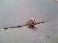 Sad Rat