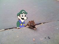 Sad Rat