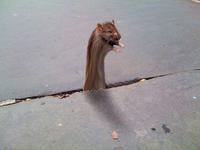 Sad Rat