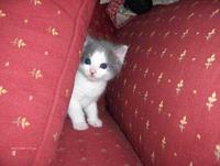 Itteh Bitteh Kitteh Committeh
