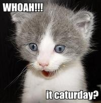 Caturday
