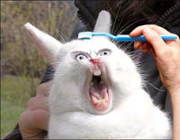 Brushie Brushie Brushie
