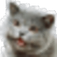 Happy Cat