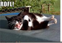 LOLcats
