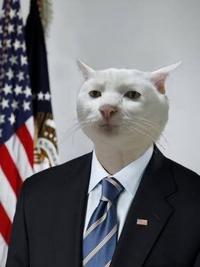 Serious Cat