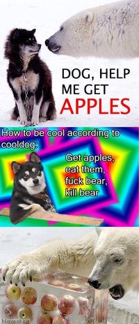 Cool Dog
