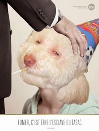 Birthday Dog