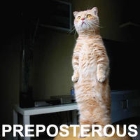 Standing Cat