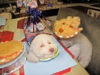 Birthday Dog