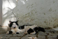 LOLcats