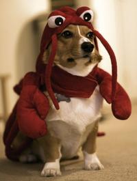 Lobsterdog1