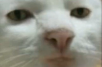 Serious Cat