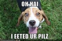 OH HAI
