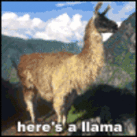 The Llama Song