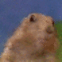 Dramatic Chipmunk