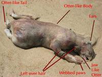 Montauk Monster
