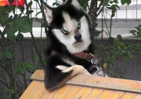 Cool Dog