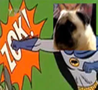 Pug says Batman!