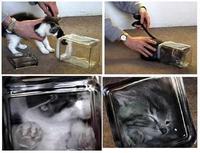 Bonsai Kittens