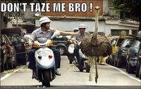 Don't Tase Me Bro!