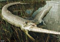 Interior Crocodile Alligator