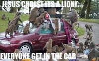 JESUS CHRIST IT'S A LION GET IN THE CAR!