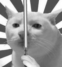 Serious Cat
