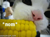 Om Nom Nom Nom