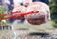 Bullet Cat