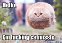Bullet Cat