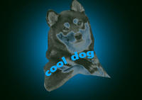 Cool Dog
