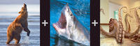 Bearsharktopus