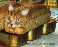 CatBread / Nekopan