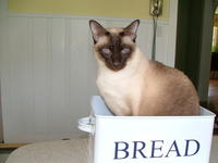 CatBread / Nekopan